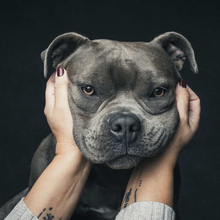 Close-up of bulldog with tattooed hands and red nails showing affection.