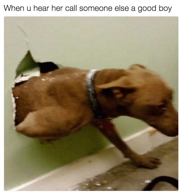 Playful dog breaking through wall hole, capturing humorous pet destruction and curiosity.