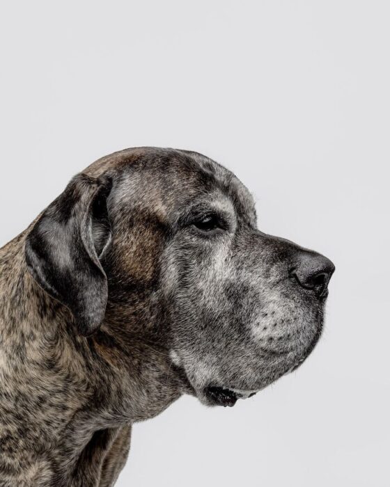 Senior brindle dog profile with gray and brown fur, gentle eyes, and noble expression.