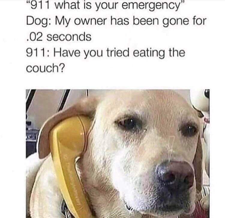 Dog humorously calls 911, worried owner’s brief absence triggers separation anxiety.