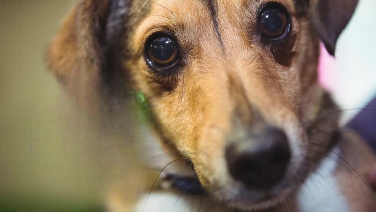 Adorable dog with soulful eyes and soft fur in a cozy indoor setting.