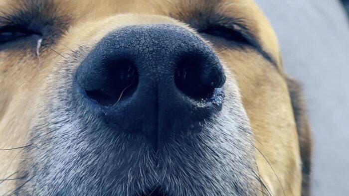 Close-up of a happy, relaxed dog’s nose, mouth, and expressive eyes showcasing its warmth.
