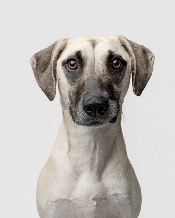 Close-up of a charming dog with expressive amber eyes and a loving, confident gaze.