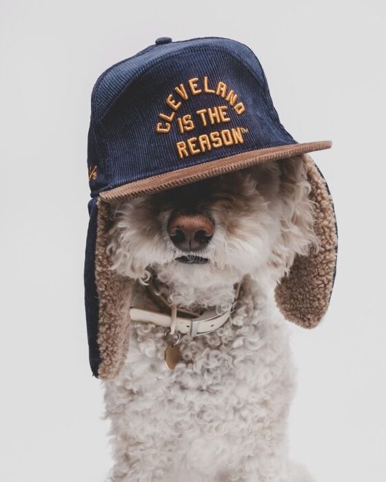 Cute curly dog wearing navy cap with Cleveland Is The Reason embroidery.