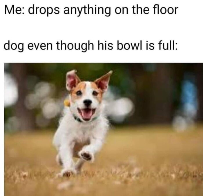 Excited dog running outdoors despite full food bowl, eager for dropped treats.