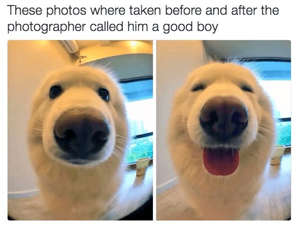 Humorous before-and-after photos of a dogs joyful transformation after receiving praise.