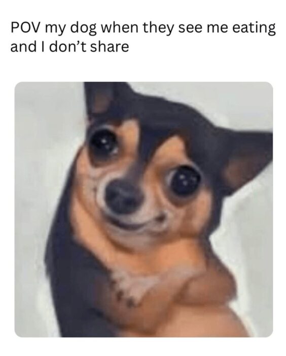 Cute Chihuahua with large eyes looking disappointed while owner eats without sharing.