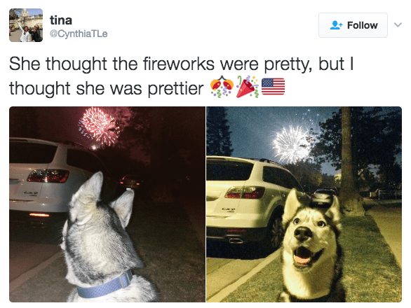 Happy husky enjoying colorful fireworks during summer celebration with owner.