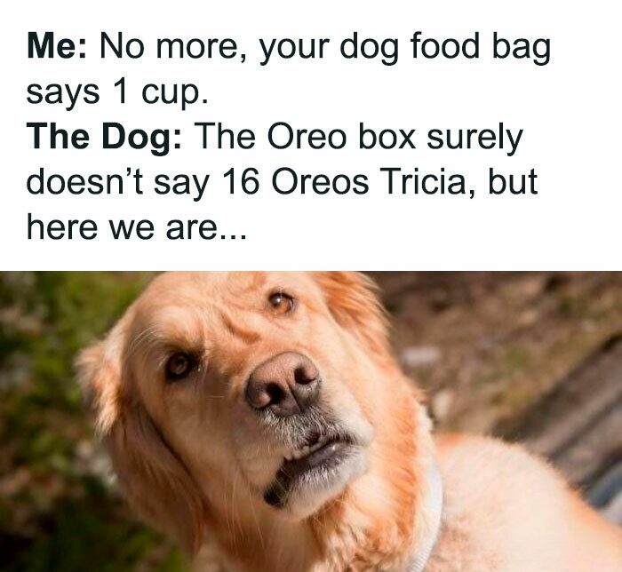 Humorous cartoon of a dog and owner discussing dog food and Oreos with funny expressions.