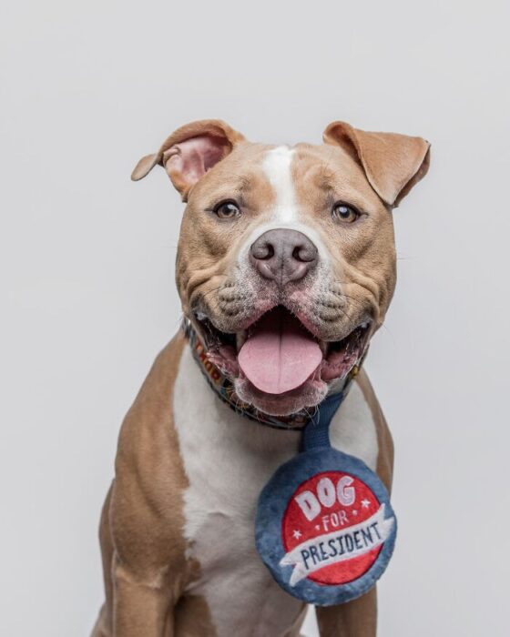 Happy pitbull wearing colorful Dog for President campaign button on white background.