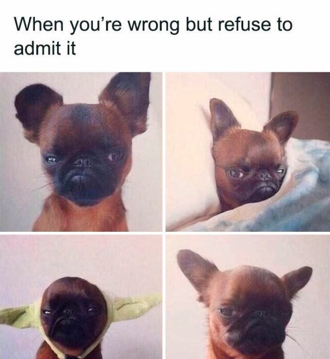 Funny Brussels Griffon dog showing stubborn expressions refusing to admit being wrong.