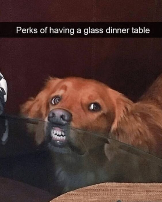Cute dog seen through a glass dinner table with humorous caption and playful pet expression.