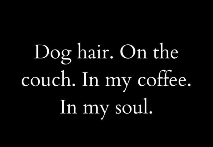 Humorous quote about dog hair on the couch, coffee, and love for pets.