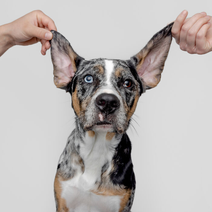 Dog with heterochromia and marbled fur having ears gently held by human hands.