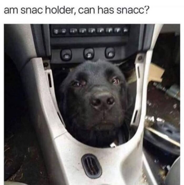 Black dog sits humorously in car console snack holder space.
