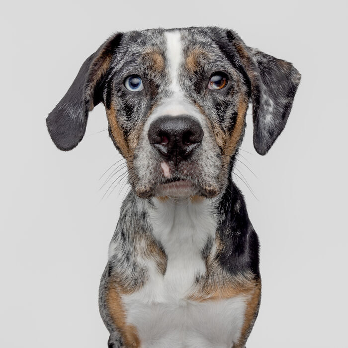Gray dog with heterochromia blue and brown eyes, unique marbled coat, and floppy ears.