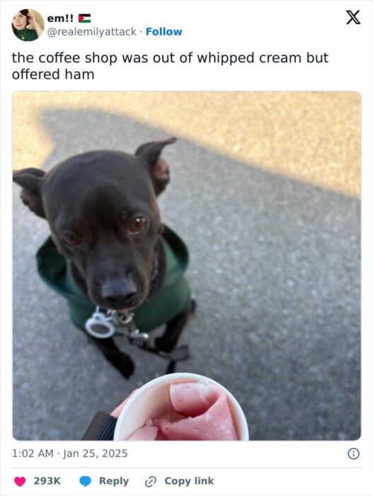 Cute black dog in a green jacket eyeing ham slices in a coffee shop cup.
