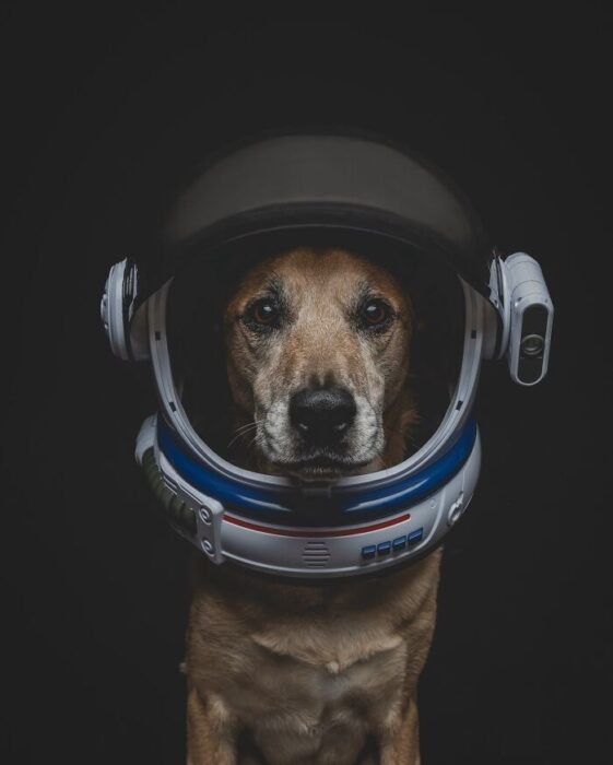 Dog wearing astronaut helmet exploring space, cosmic adventure, and futuristic pet concept.