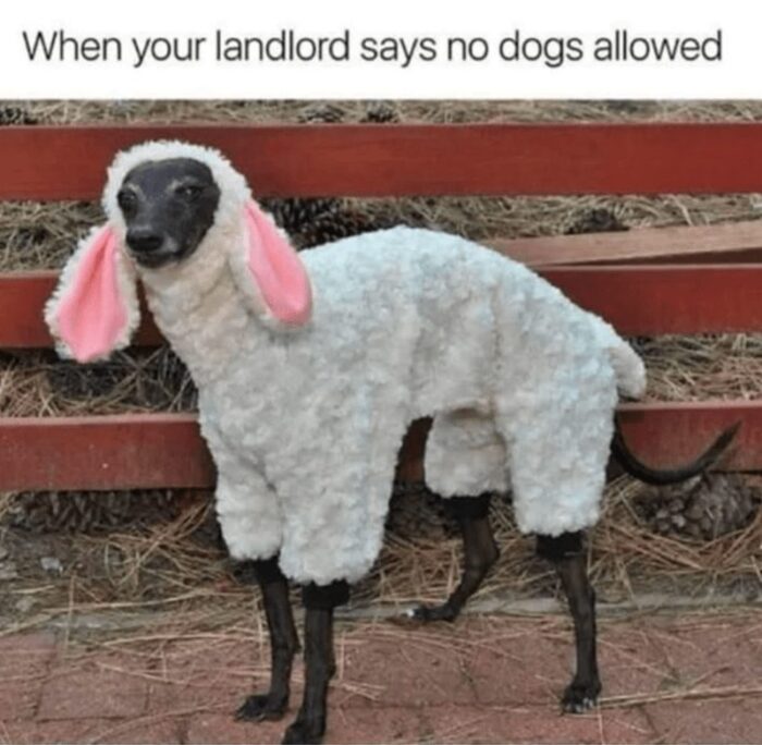 Dog disguised as sheep in a humorous costume, showcasing playful creativity and charm.