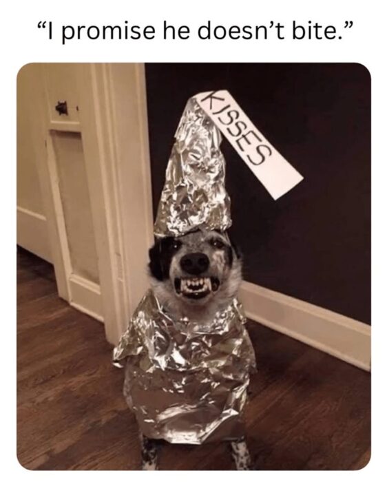 Funny dog in foil costume with Kisses sign, smiling playfully at home.