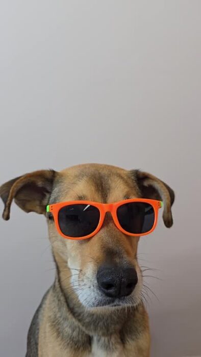 Cute dog wearing vibrant orange sunglasses, showcasing playful personality and stylish charm.