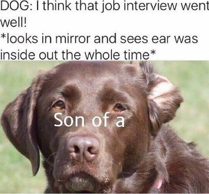 Chocolate Labrador with funny inside-out ear after job interview mistake.