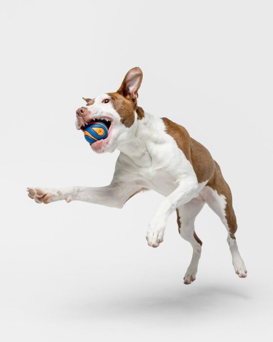 Playful dog jumping in mid-air catching a colorful ball accurately.