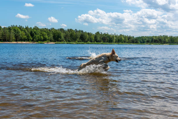 Happy dog jumping and splashing in lake water on a sunny summer day.