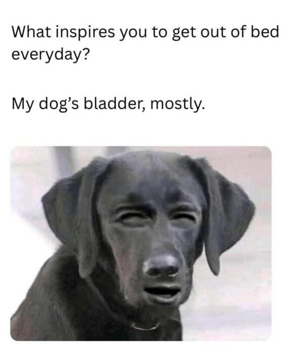 Humorous dog morning motivation meme with a black Labrador and funny pet owner humor.