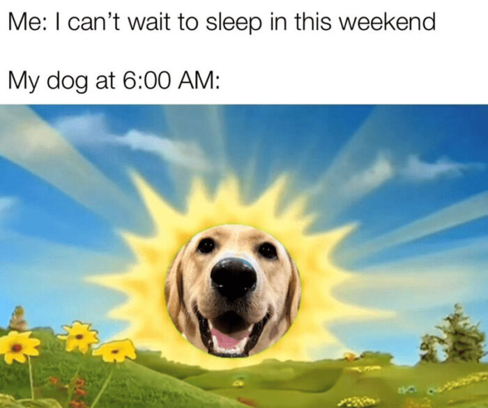 Humorous dog wake-up call with cheerful sun, celebrating pet energy versus human sleep desire.