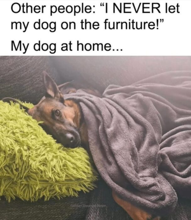 German Shepherd dog relaxing comfortably on couch with blanket and pillow indoors.