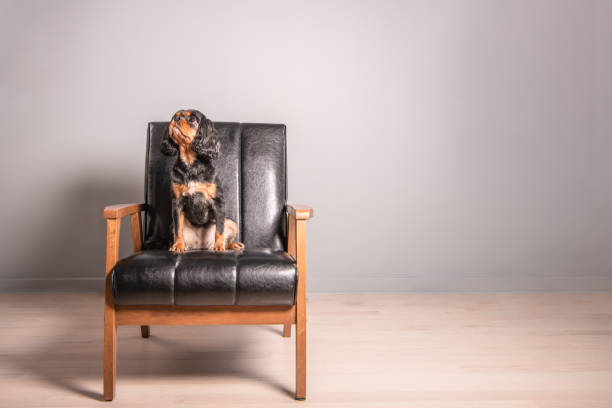 Cute dog sitting on modern black leather chair in minimalist home interior.