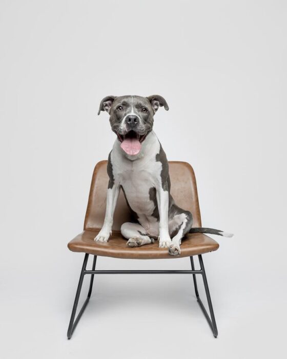 Happy gray and white dog sitting on a modern brown chair with black metal legs.