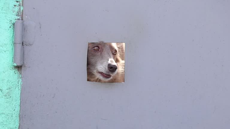 Curious dog peeking through small door opening in industrial metal door with green wall contrast.