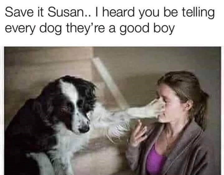 Funny dog teasing woman with playful paw and cheeky expression in cozy indoor setting.