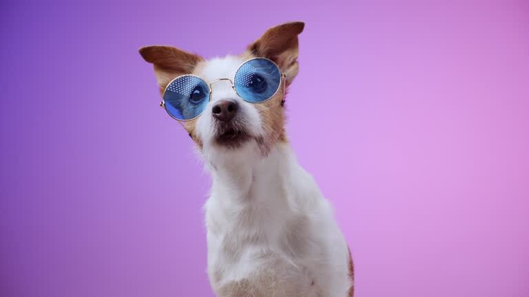 Cute dog wearing oversized polka dot sunglasses against a vibrant pink and lavender gradient background.