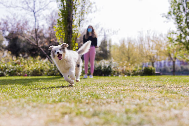 Joyful dog playing fetch in park with woman wearing mask during springtime.