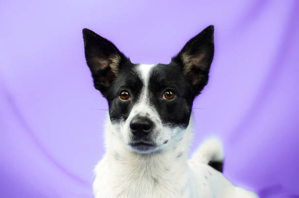 Adorable white and black dog with expressive eyes on vibrant purple background.