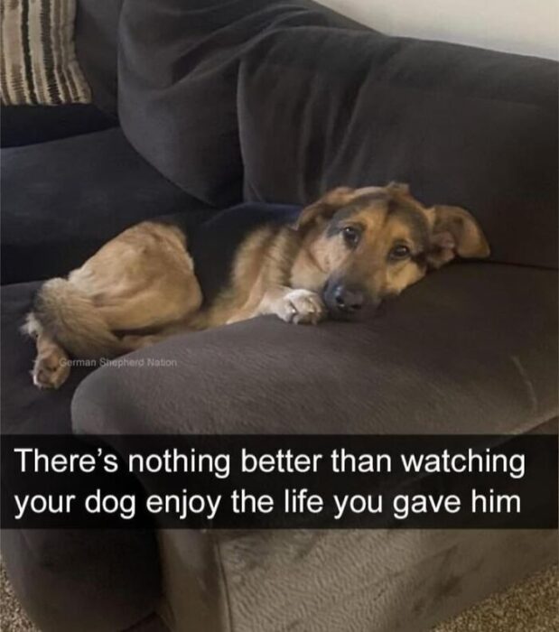 Relaxed dog resting on cozy couch with colorful cushion, showcasing pet comfort and companionship.