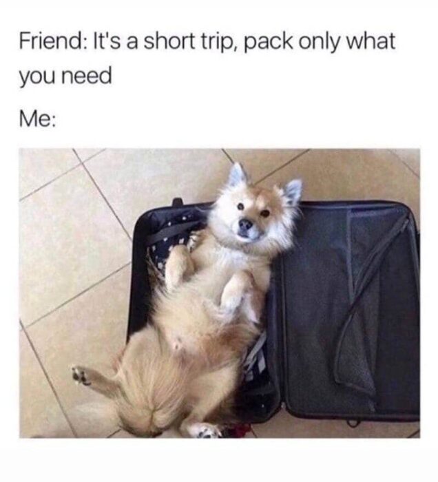 Fluffy dog relaxing inside suitcase, humorous travel packing and overpacking moment.