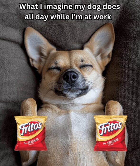 Relaxed dog lounging on couch with Fritos snack bags, humorous pet at home.