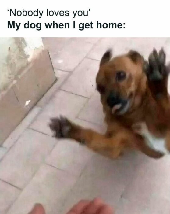 Happy dog excitedly welcomes owner home, showing unconditional love and joy after separation.