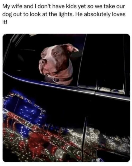 Happy dog enjoying festive holiday lights from car window during seasonal celebration.