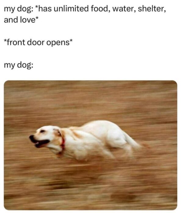 Joyful dog running free in a field, excited by the open door adventure.