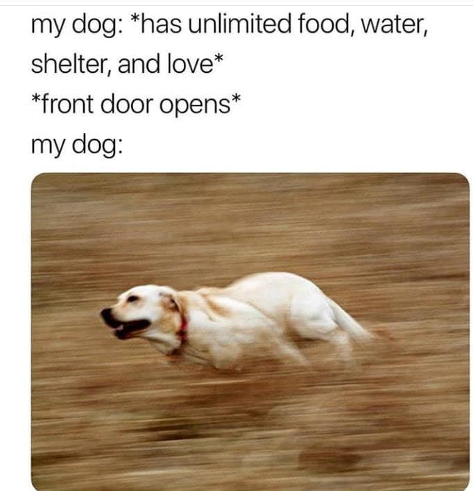 Energetic yellow lab runs joyfully through golden grass, embracing outdoor freedom and adventure.