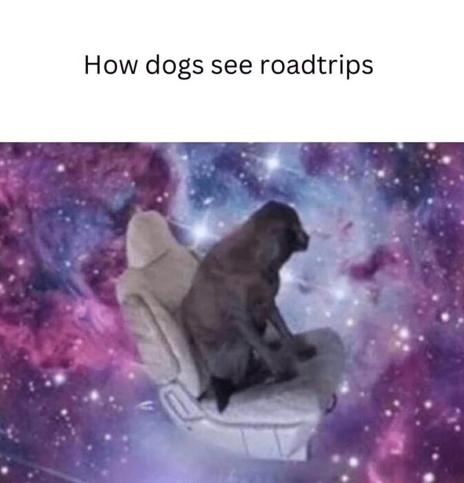 Dog enjoying a cosmic-themed car ride, representing how dogs see road trips as adventures.