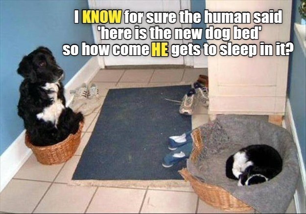 Funny pets dispute as dog and cat compete for cozy beds in a household.