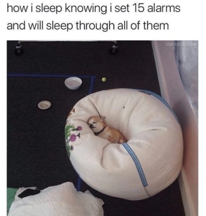 Cute sleeping Chihuahua in cozy cushion with humorous alarm sleep meme.