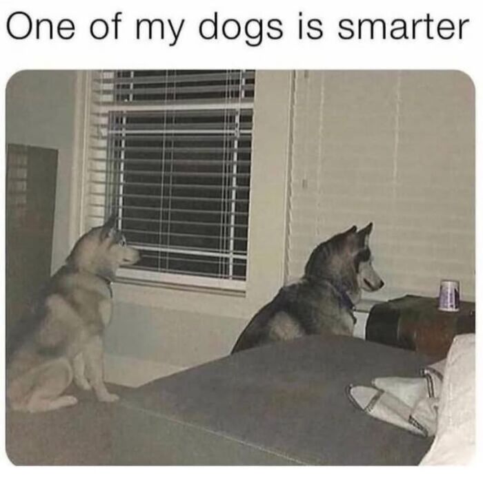 Two husky dogs in a cozy living room, showcasing playful differences in intelligence and personality.