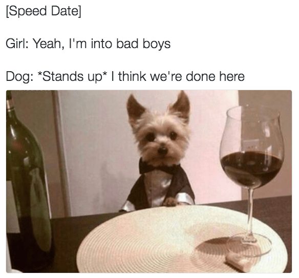 Funny Yorkshire Terrier in tuxedo at speed dating, rejecting bad boy date with wine and humor.
